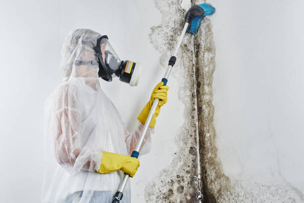 Mold Removal and Inspection in Oswego, NY