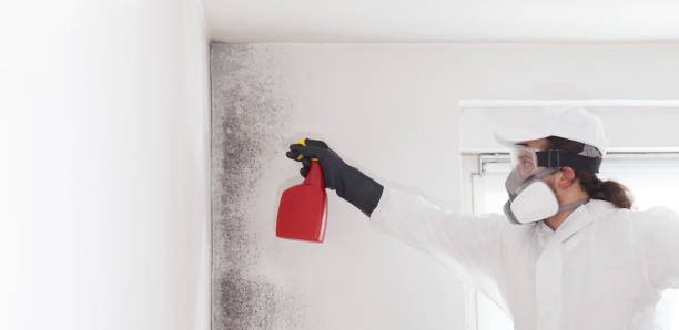 Best Residential Mold Removal  in Oswego, NY