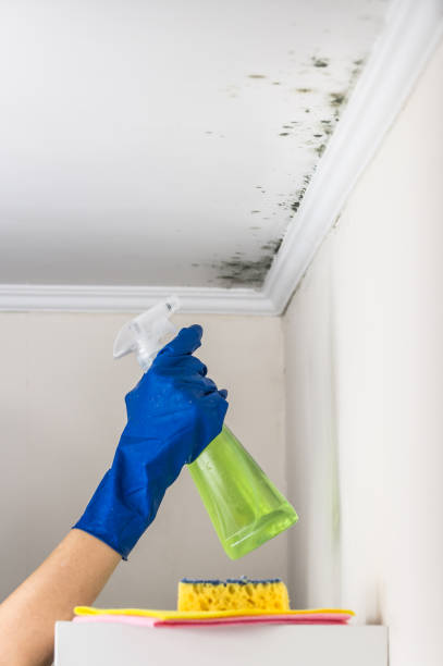 Best Professional Mold Removal  in Oswego, NY